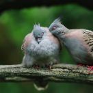 Bird's LOVE