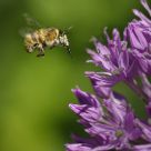 Bee and Leek