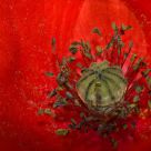 Poppy