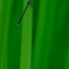 Dragonfly and Grass