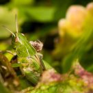 Hiding hopper