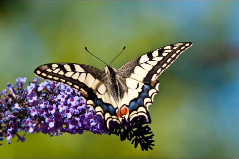 Papillon