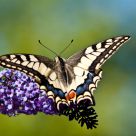 Papillon