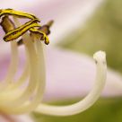 Flower Detail