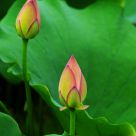 Lotus Buds