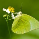 Lunch Time of a Yellow Butterfly