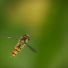 Hover-Fly from above