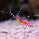 Shrimp