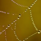 Spiders Making