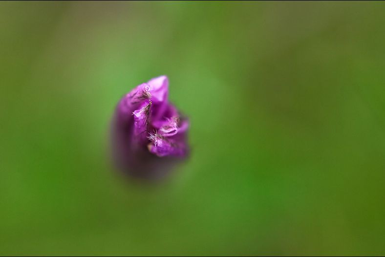 Purple flower down