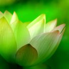 lotus