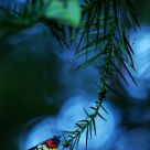 Butterfly on a tree