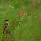 Green grass and bird