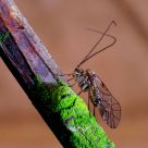 On a twig