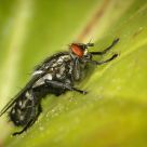 Flesh Fly