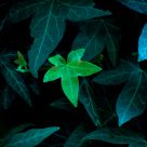 The last arrived