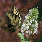 Eastern Tiger Swallowtail
