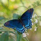 Red-spotted Purple
