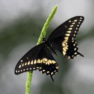 Black Swallowtail Butterfly