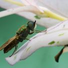 On the leaf
