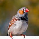 Zebra Finch