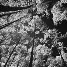 Forestal Upwardness