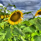 Sunflowers