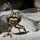 Waiting to fly