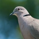 Red eye pigeon
