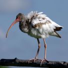 An Ibis Ruffling Feathers