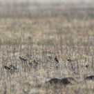Goldfinch get together