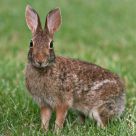 All Ears