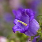 Canterbury Bell