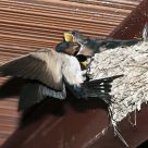Feeding 2