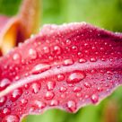 Devious Dew
