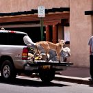 Unusual Passenger