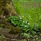 Young fern