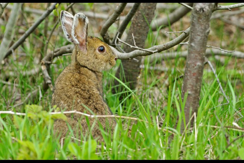 Hare homeland