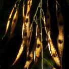Pods