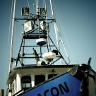 Deacon Blues