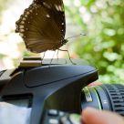 The Pentaxian Butterfly