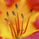 Lilly seeds