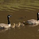 Geese, Gosling, and Turtle