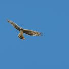 Flight of the Rough-Legged Hawk