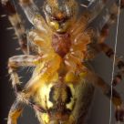Under side of a spider
