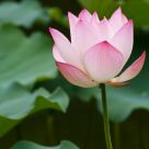 An Elegant Lotus
