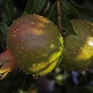 Raining Pomegranates