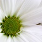 Green on white