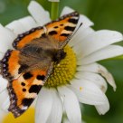 The butterfly and a camomile