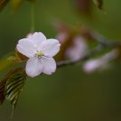 Pink flower